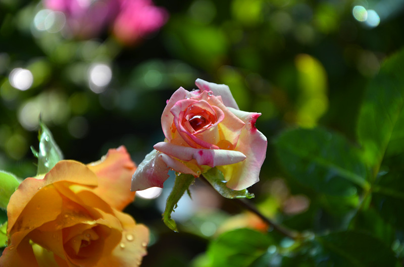 DSC_1419_副本.jpg
