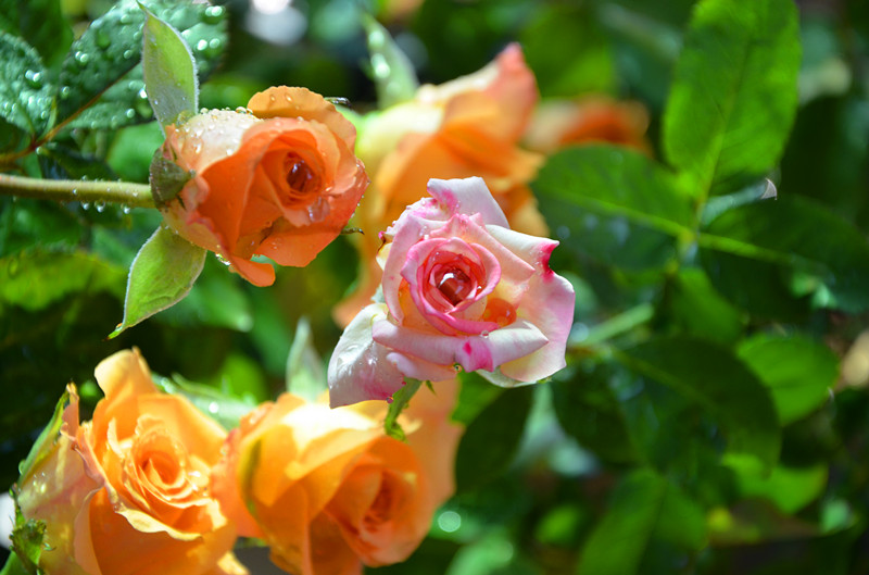 DSC_1421_副本.jpg