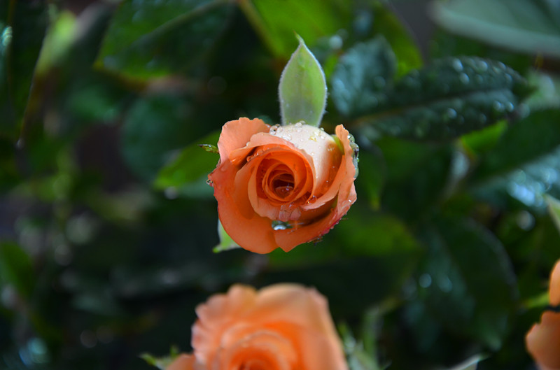 DSC_1429_副本.jpg