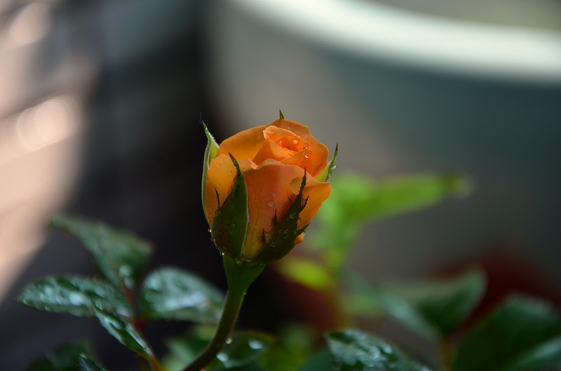 DSC_1432_副本.jpg
