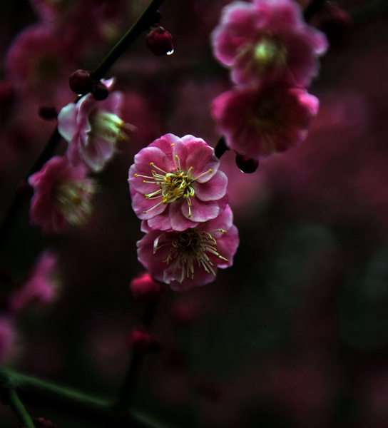 DSC_1235.jpg