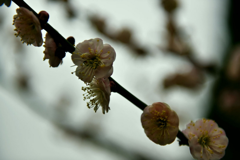 DSC_1236.jpg