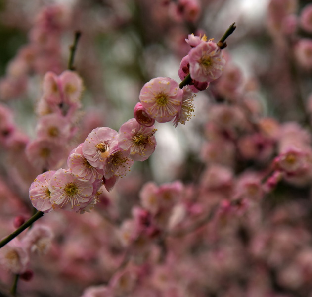 DSC_1244.jpg