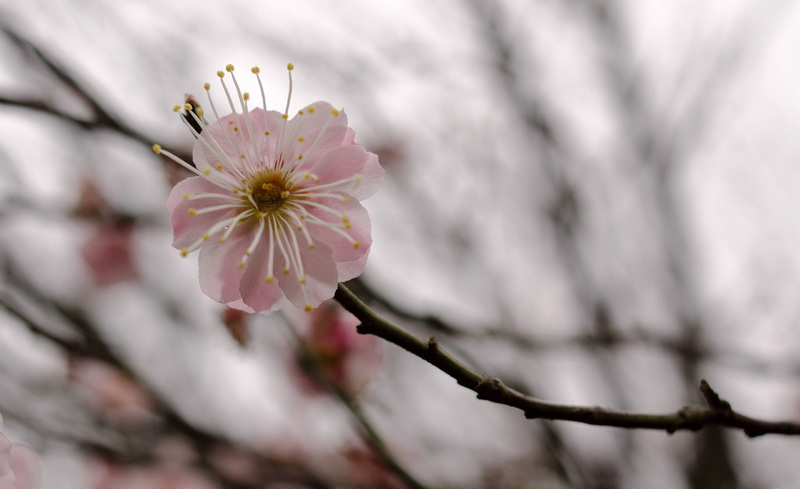 DSC_91961_副本.jpg