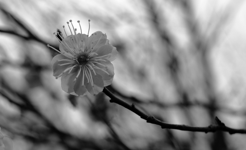 DSC_91962_副本.jpg