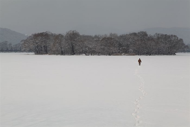 133踏雪而去 水杉 2011-2-13 2059.jpg