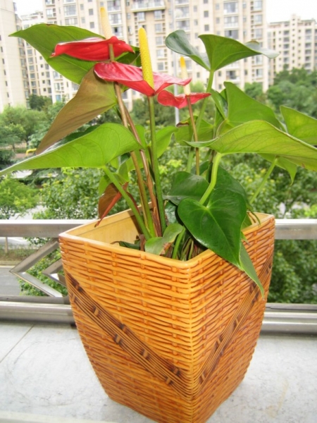 181写在七夕——红掌 海棠花开 2011-8-6 1557.jpg