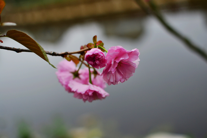 nEO_IMG_DSC_2896.jpg