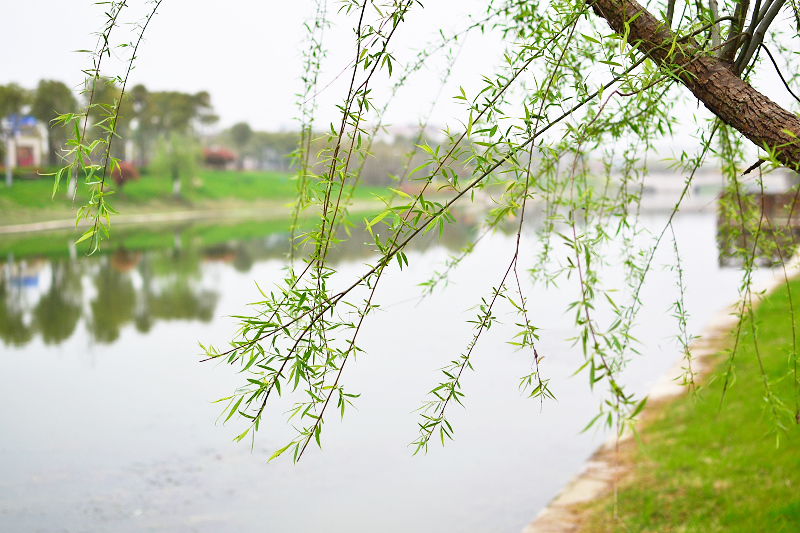 nEO_IMG_DSC_2950.jpg