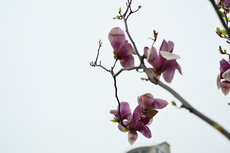 nEO_IMG_DSC_2973.jpg