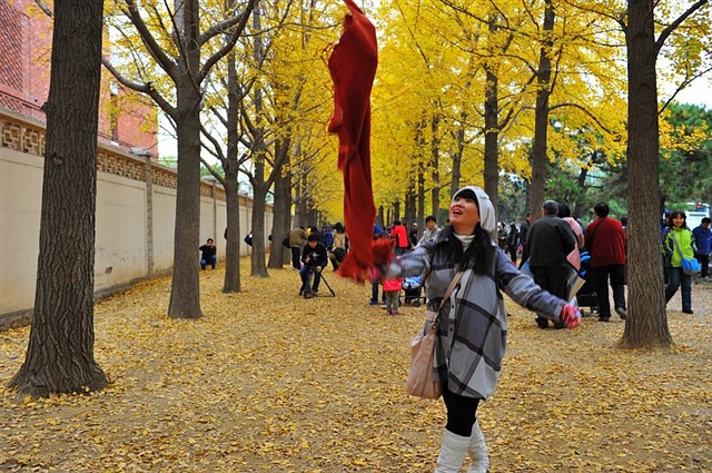214感恩的心  银杏大道_靓丽的风景 2011-11-7 0826.jpg