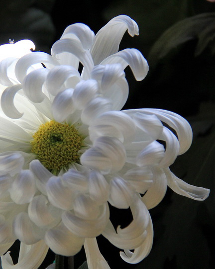 220-1饶编 菊趣 2011-11-28 2043.jpg