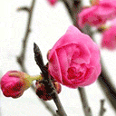 244 桃花 读禾心《春寒》7.jpg