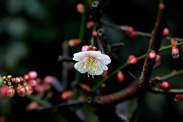 252 等到梅花盛开时 小康 2012-2-24 1954.jpg
