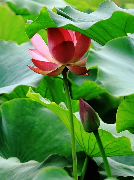 276 新荷塘悦色 长河 2012-7-28 2123.jpg