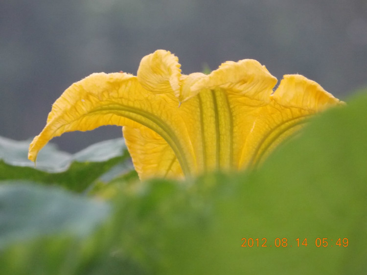 286 夏花直到黄色.jpg