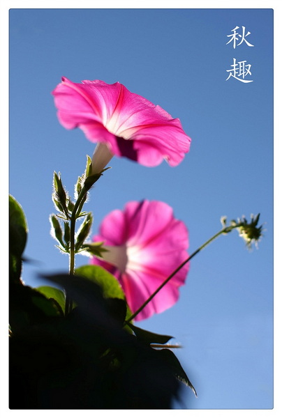 301 秋天里的几朵小花 健康是金 2012-9-14 2238.jpg