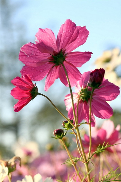307 醉秋 迷人的波斯菊 照片原由 健康是金 2012-10-24 2112.jpg