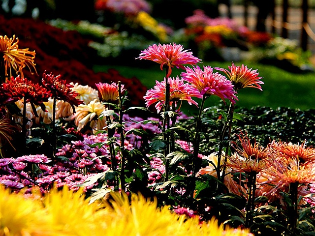 311 寒露润秋菊 赏菊正当时 加明 2012-11-3 0852.jpg