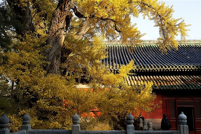 314 联句 位于无量佛殿前的银杏王 水杉 2012-11-7 2143.jpg