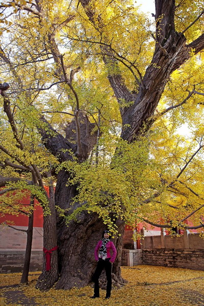 315 千年古刹银杏王 古老与年轻 水杉 2012-11-7 2143.jpg