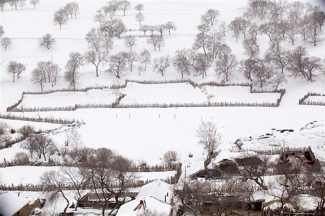 356-3 风雪坝上3 蛤蟆坝一景 水杉 2013-1-3 1103.jpg