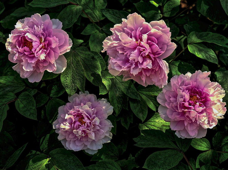 DSC03857.jpg