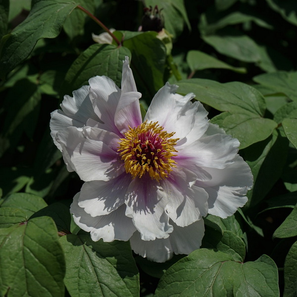 DSC03858.jpg