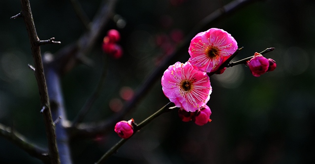 392 春上梢头 kql 2013-3-5 1925.jpg