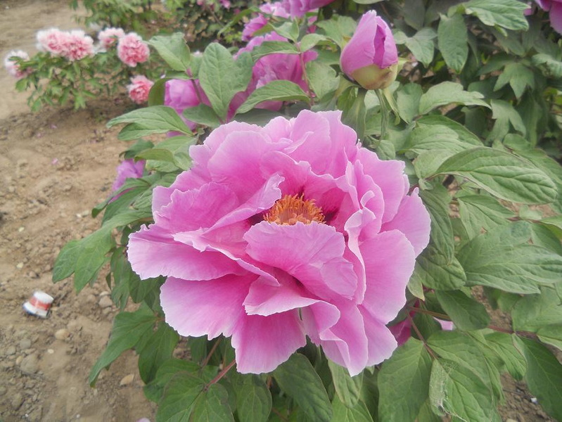 428 周末正是休闲时 大地 2013-4-20 0941.jpg