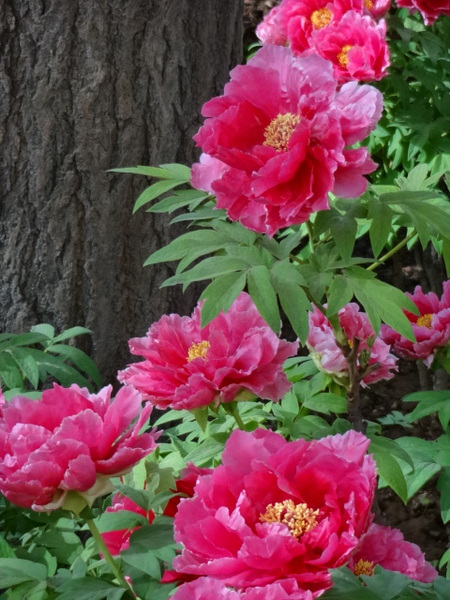 429 总领群芳是牡丹 灿烂夏花 2013-4-25 0908.jpg