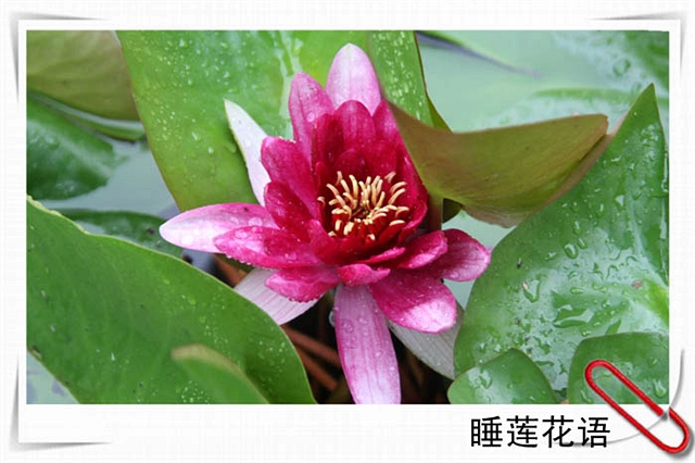 440 睡莲花语 魔月天线 2013-6-9 2043.jpg
