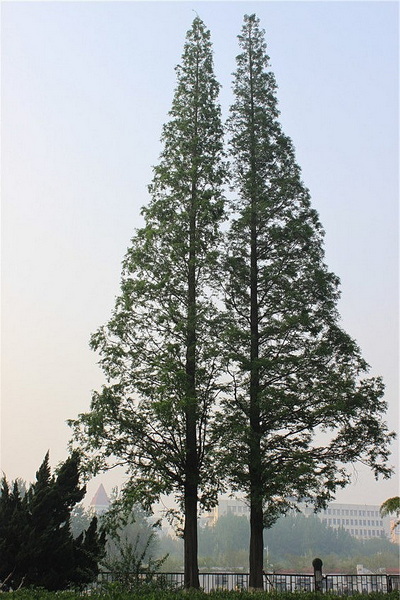 434 鲁大校园中各种花草 夫妻树 老胶东新生 2013-5-25 0955.jpg