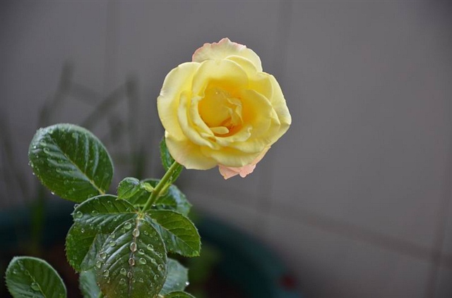 436 小小禾园里的花儿祝大家儿童节快乐 禾心 2013-6-1 1727.jpg