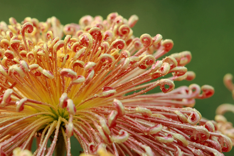 484 秋菊 长河 2013-10-23 2156.jpg