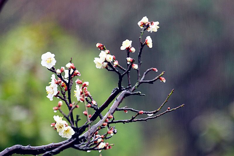 495-2 羞答答的梅花雨中开 小康 2014-2-7 1842.jpg