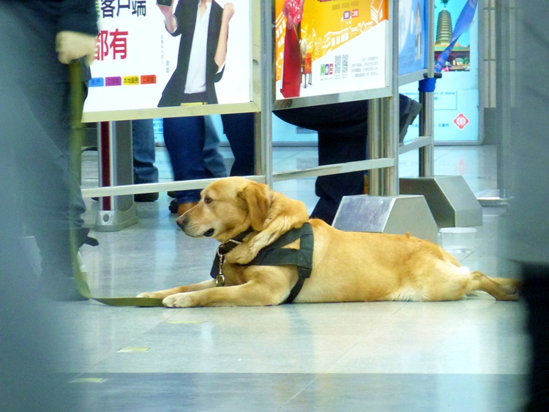 519-2 地铁中的警犬 老马识途 2014-4-12 1115.jpg