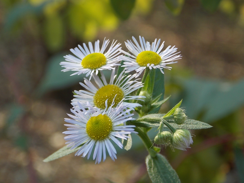 555-3 傅家埠景区登山咏野菊一首.jpg