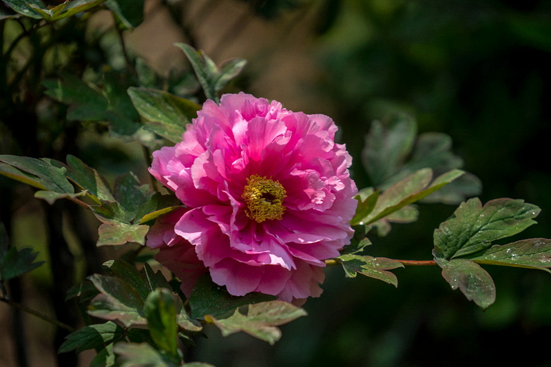 DSC07000.jpg