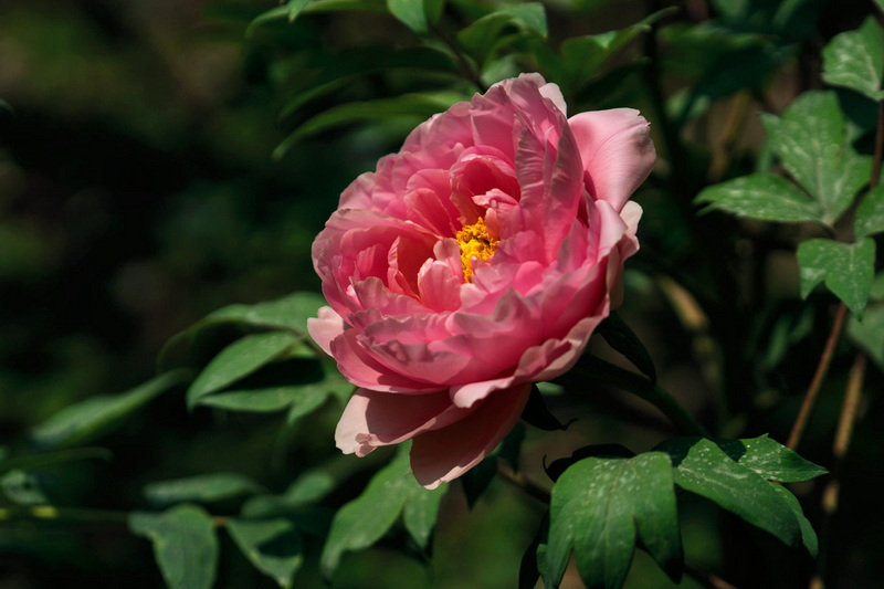 DSC07007.jpg