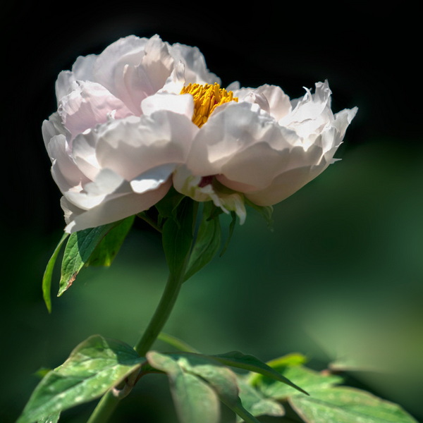 DSC07015.jpg