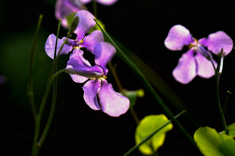 DSC07140.jpg