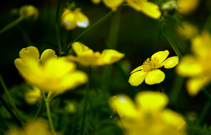 路边小黄花