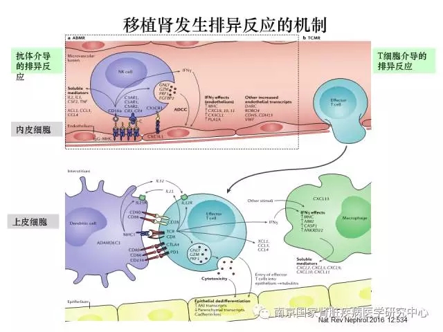 3 移植肾发生排斥反应的机制.webp.jpg