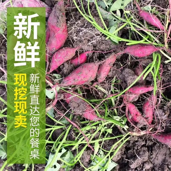 好吃的番薯个头小巧精致，味道香甜软糯，五斤一箱！ 小香薯带泥，条子为主，样子比较漂亮，缺点就是快递运输过程中容易断裂，介意的勿拍，完美主义者勿拍。