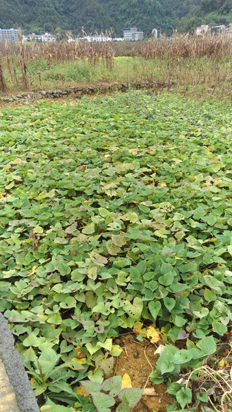 082751evgbohgcolh9hwjw.jpg