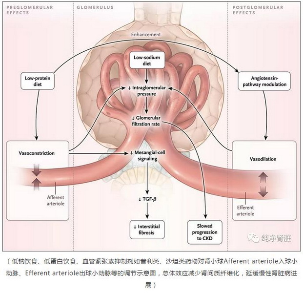 1 肾小球入球小动脉、出球小动脉调节示意图.jpg