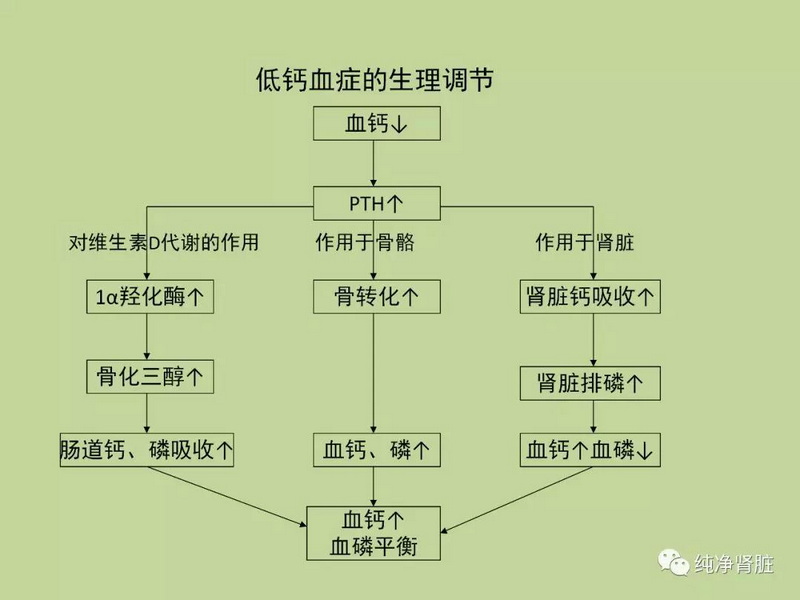 11 低钙血症的生理调节.jpg