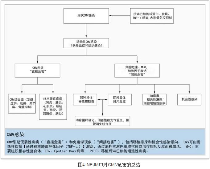 图4 NEJM中对CMV危害的总结.jpg