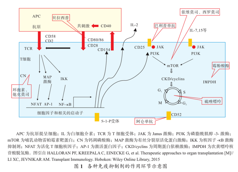 图1 各种免疫抑制剂的作用环节示意图.png